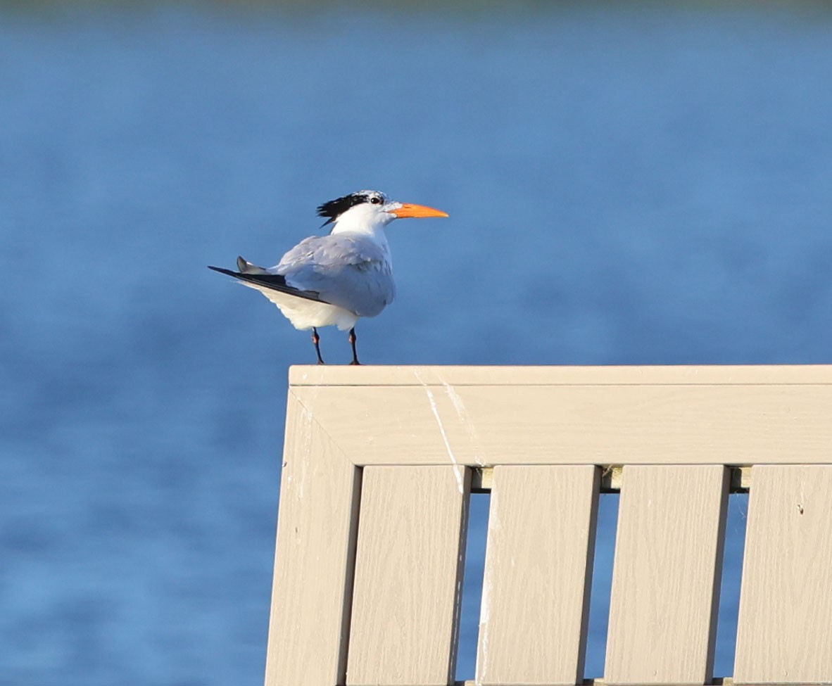 Royal Tern - ML620470284