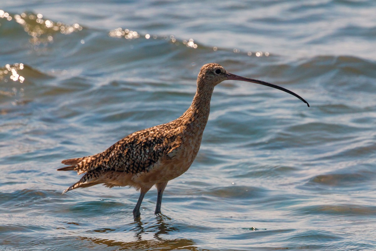 Long-billed Curlew - ML620470286