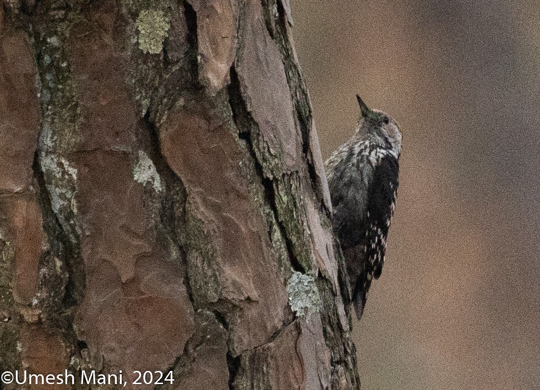 Brown-fronted Woodpecker - ML620470287