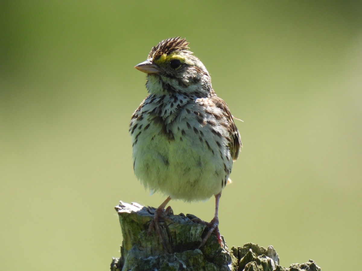 Savannah Sparrow - ML620470288