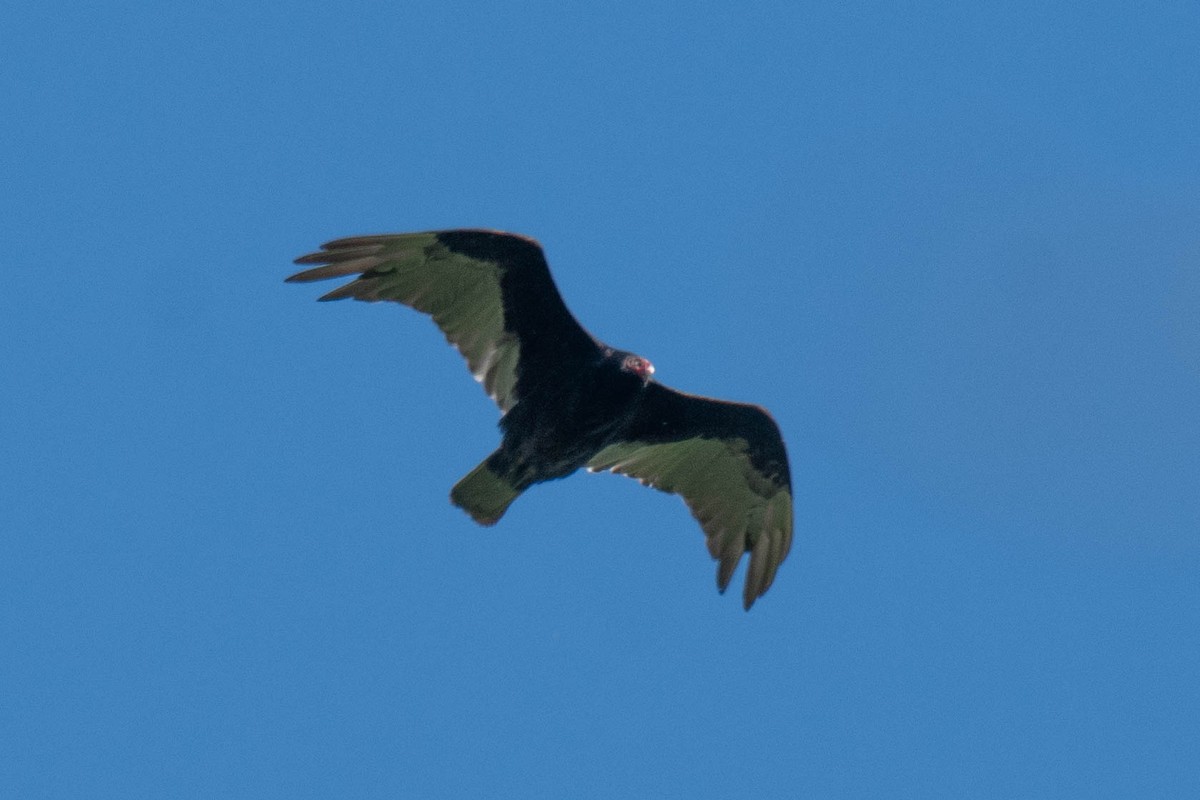 Turkey Vulture - ML620470290