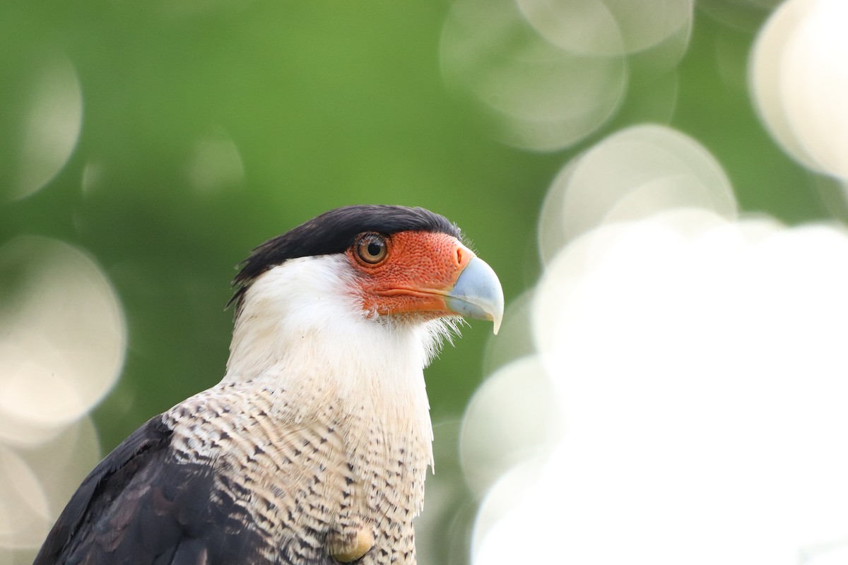 Caracara huppé - ML620470295