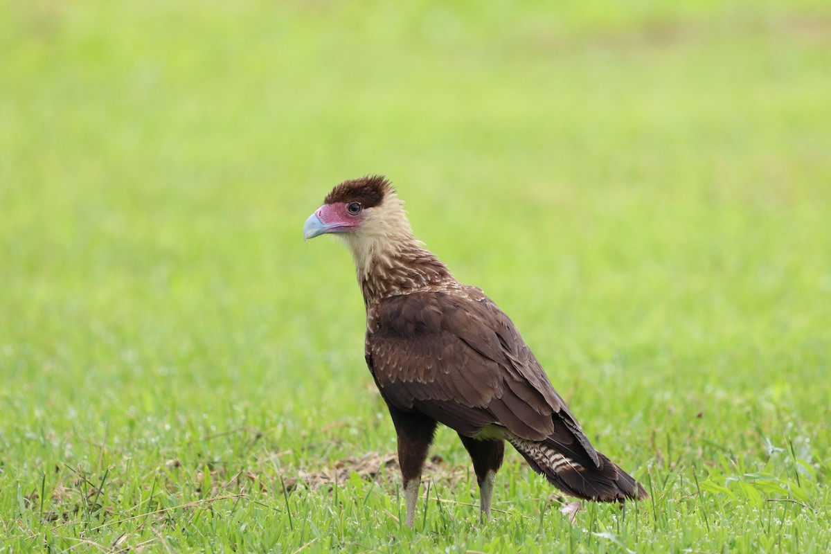 Caracara huppé - ML620470297