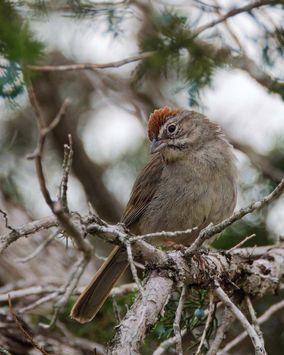 Rufous-crowned Sparrow - ML620470300