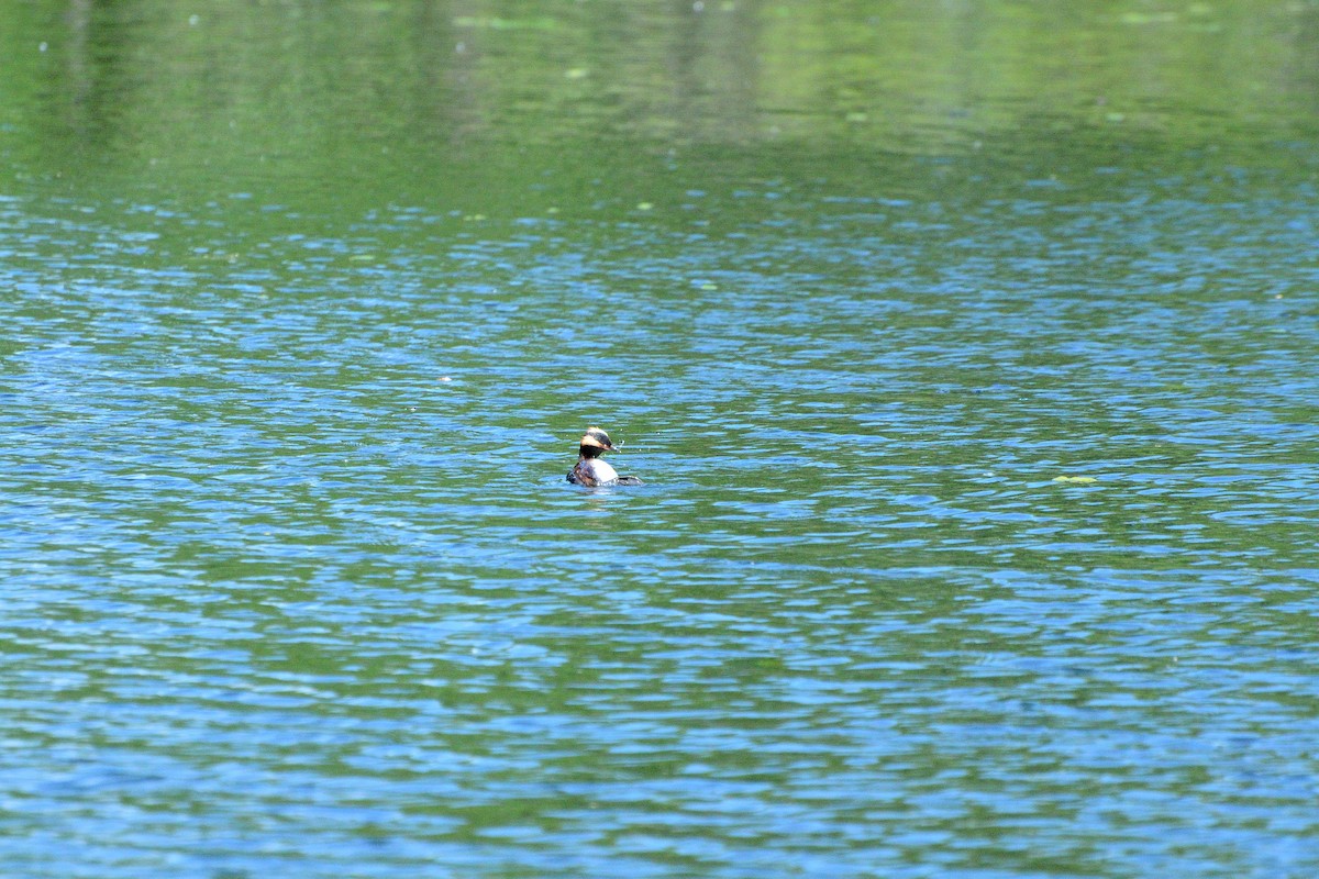 Horned Grebe - ML620470302