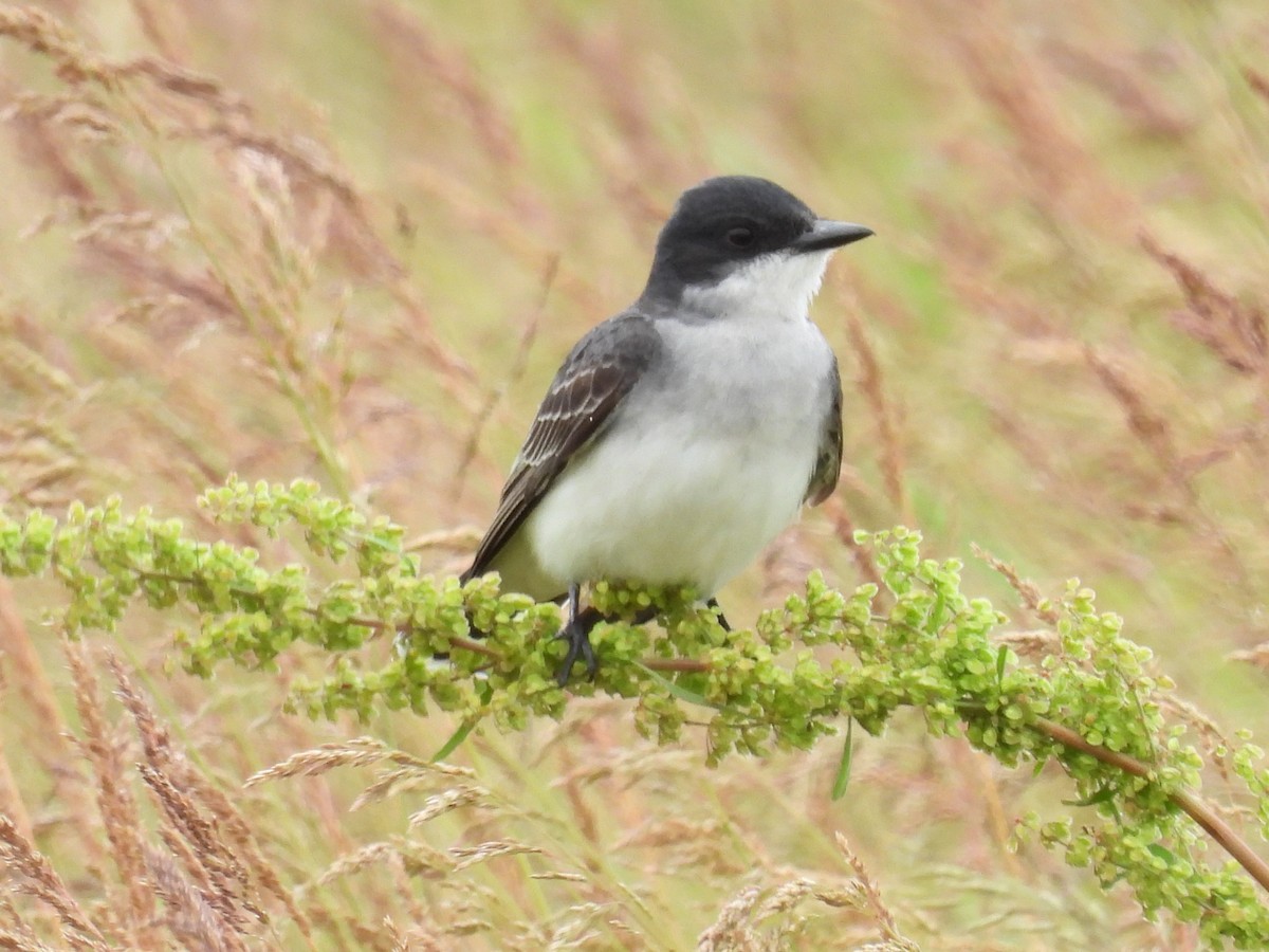 Eastern Kingbird - ML620470304