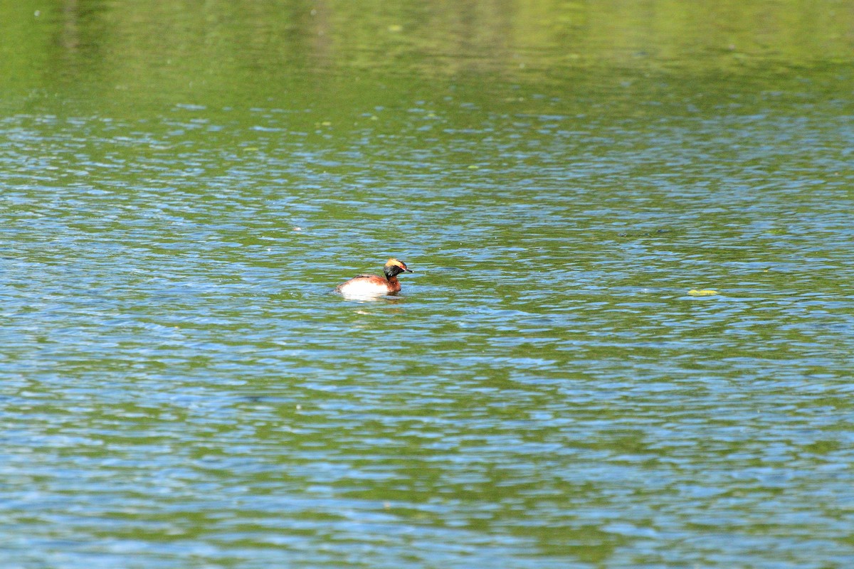 Horned Grebe - Caleb Ripley