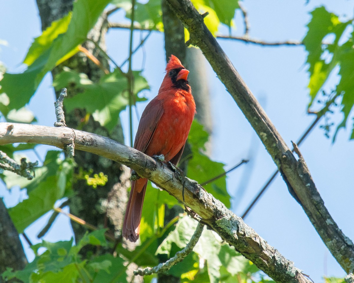 Northern Cardinal - ML620470308