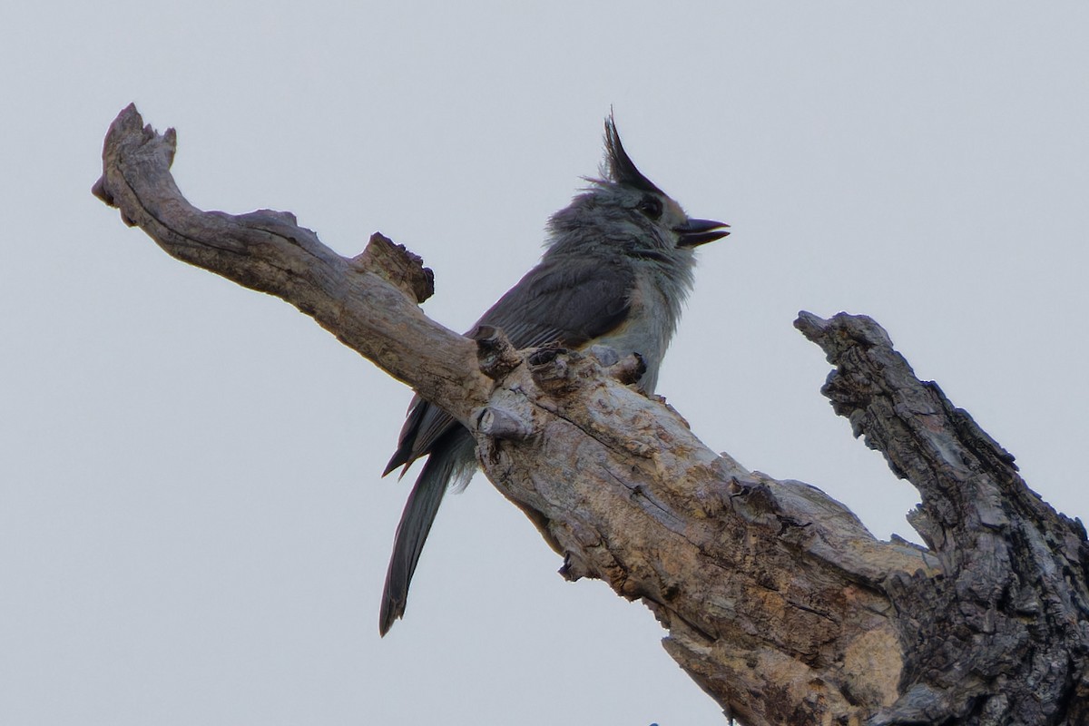 Black-crested Titmouse - Timothy Burnett