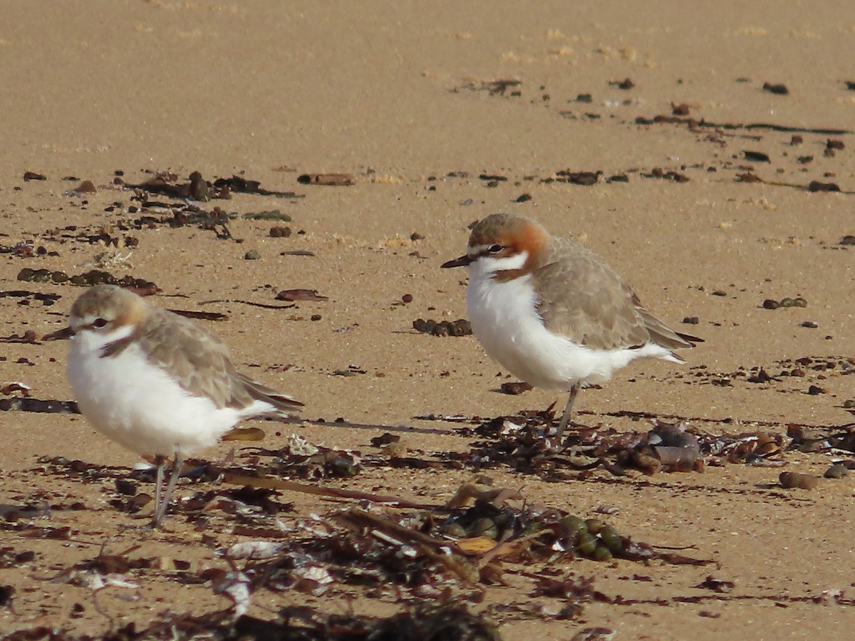 Red-capped Plover - ML620470311