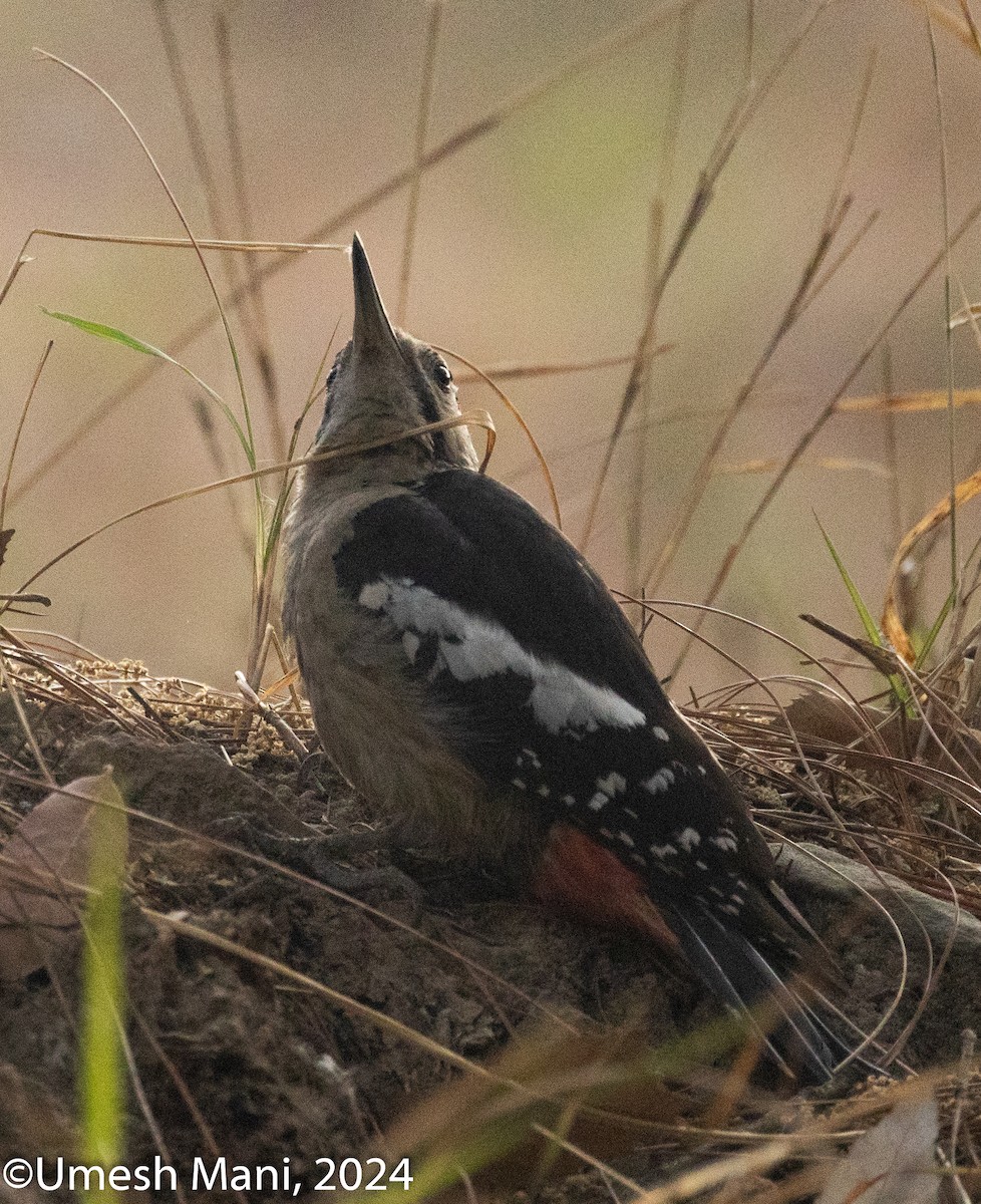 Himalayan Woodpecker - ML620470314