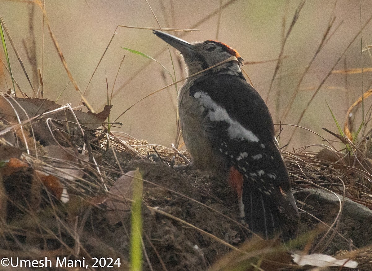 Himalayan Woodpecker - ML620470315