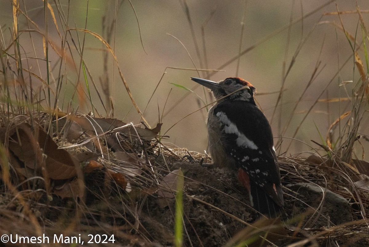 Himalayan Woodpecker - ML620470317