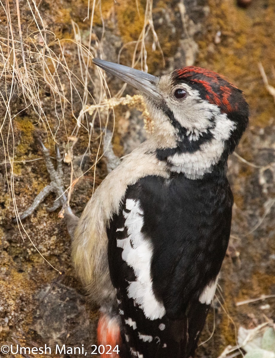 Himalayan Woodpecker - Umesh Mani