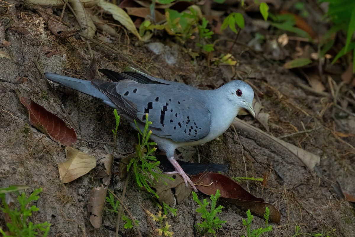 Blue Ground Dove - ML620470320