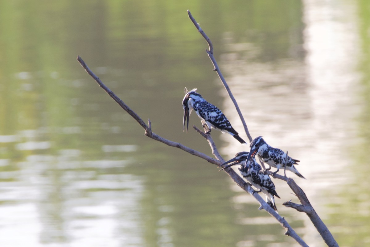 Pied Kingfisher - ML620470327