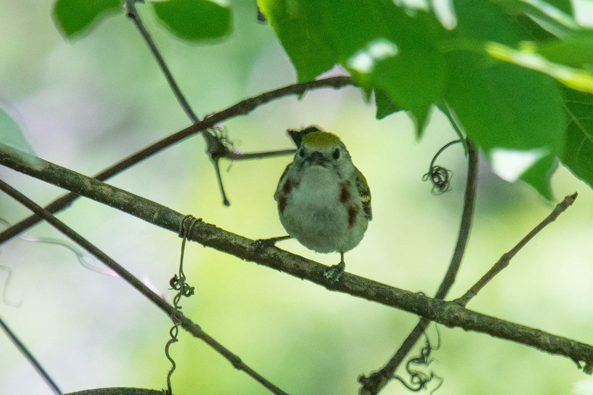 Chestnut-sided Warbler - ML620470332