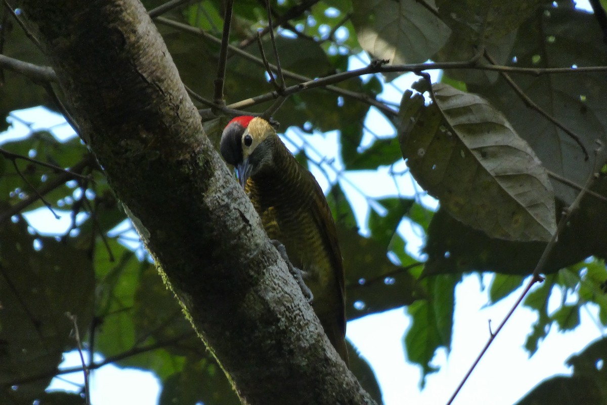 Golden-olive Woodpecker - ML620470333