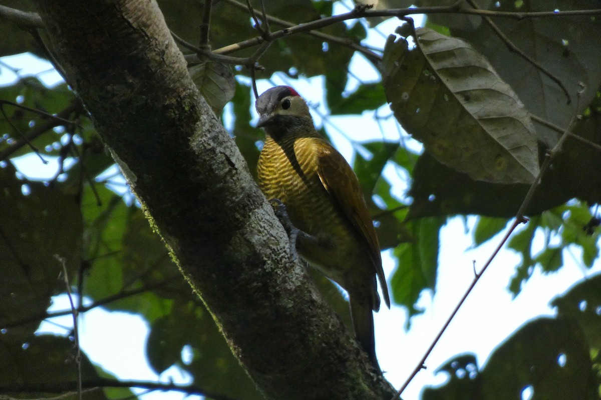 Golden-olive Woodpecker - ML620470334