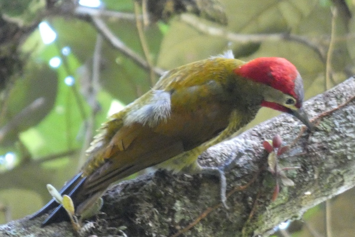 Golden-olive Woodpecker - ML620470335