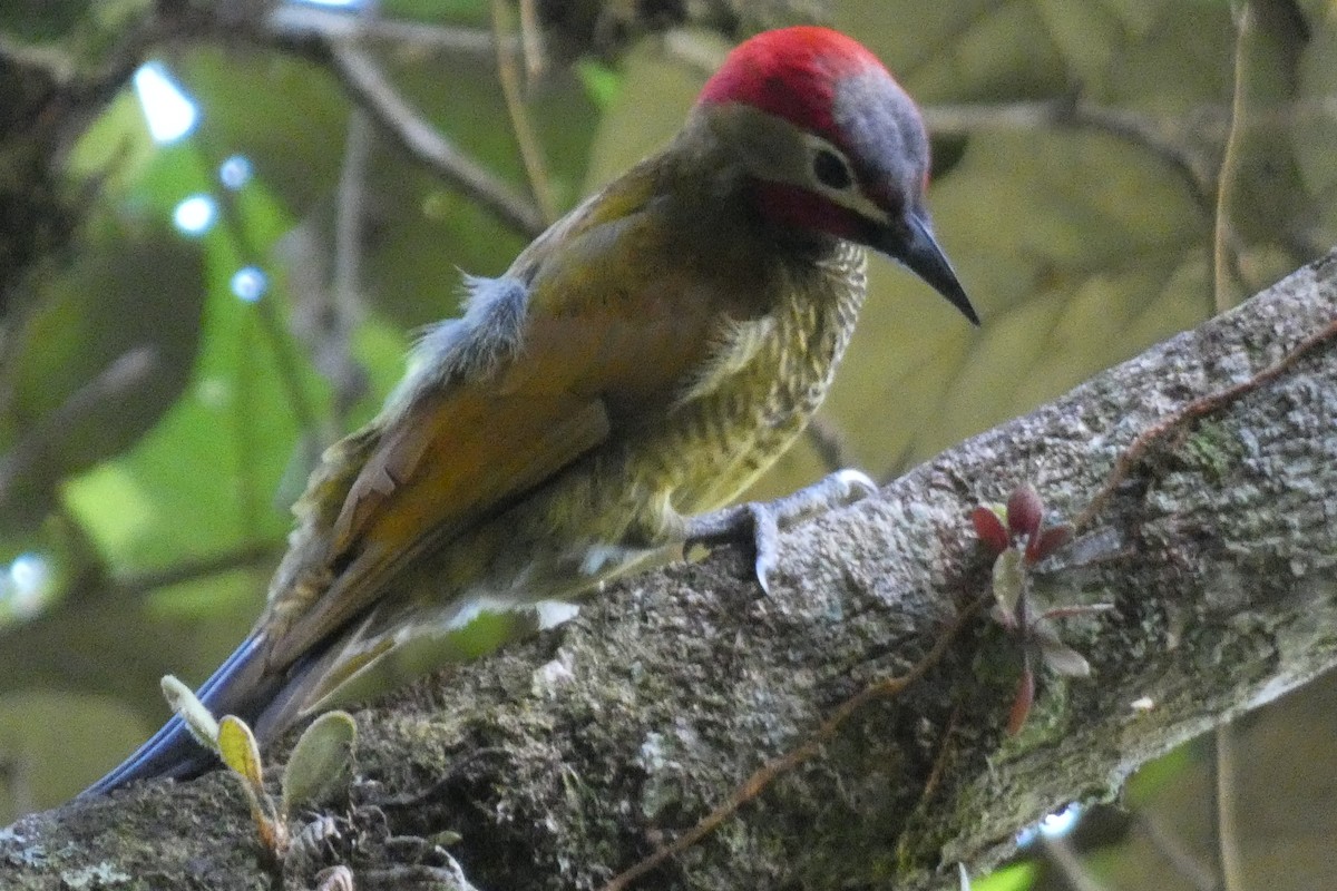 Golden-olive Woodpecker - ML620470336