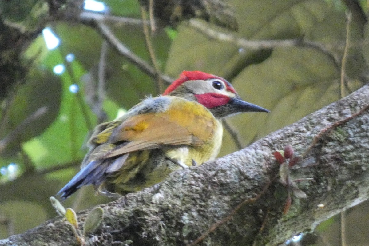 Golden-olive Woodpecker - ML620470337