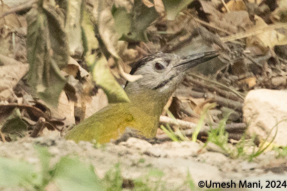 Gray-headed Woodpecker - ML620470338