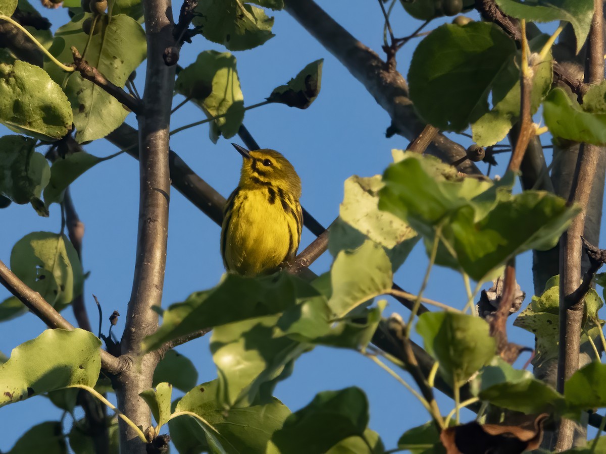 Prairie Warbler - ML620470341