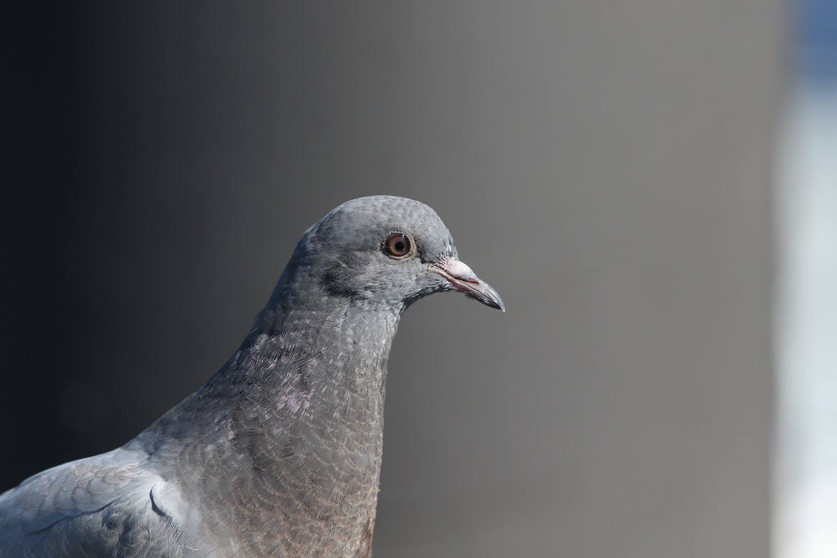 Rock Pigeon (Feral Pigeon) - ML620470343