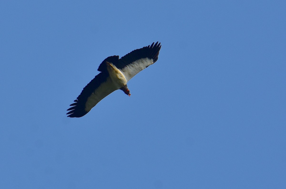 King Vulture - ML620470347