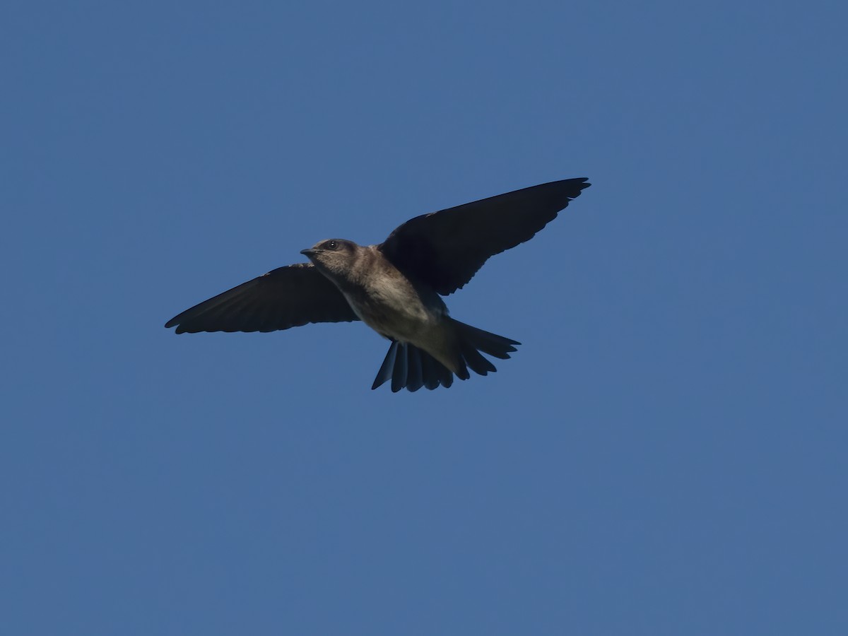 Purple Martin - ML620470348