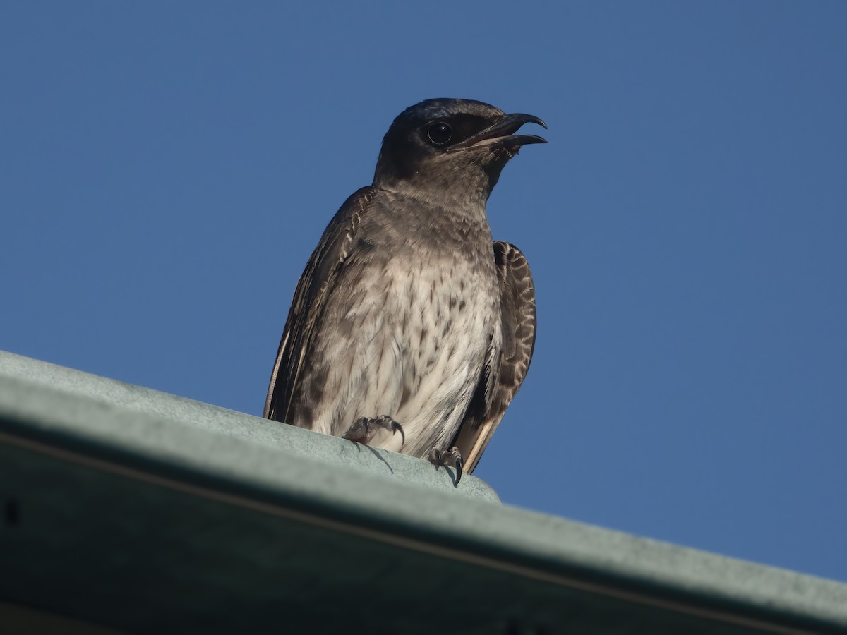 Golondrina Purpúrea - ML620470351