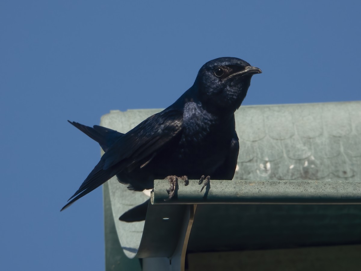 Golondrina Purpúrea - ML620470352