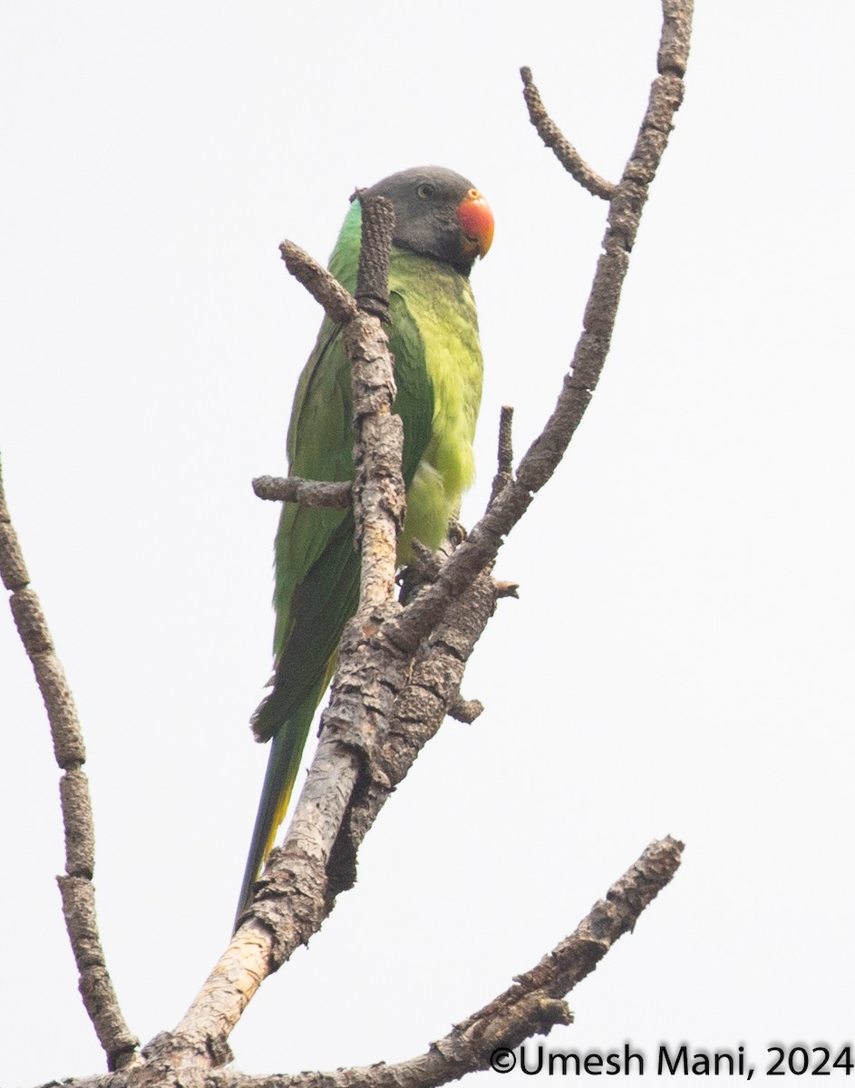 Slaty-headed Parakeet - ML620470354