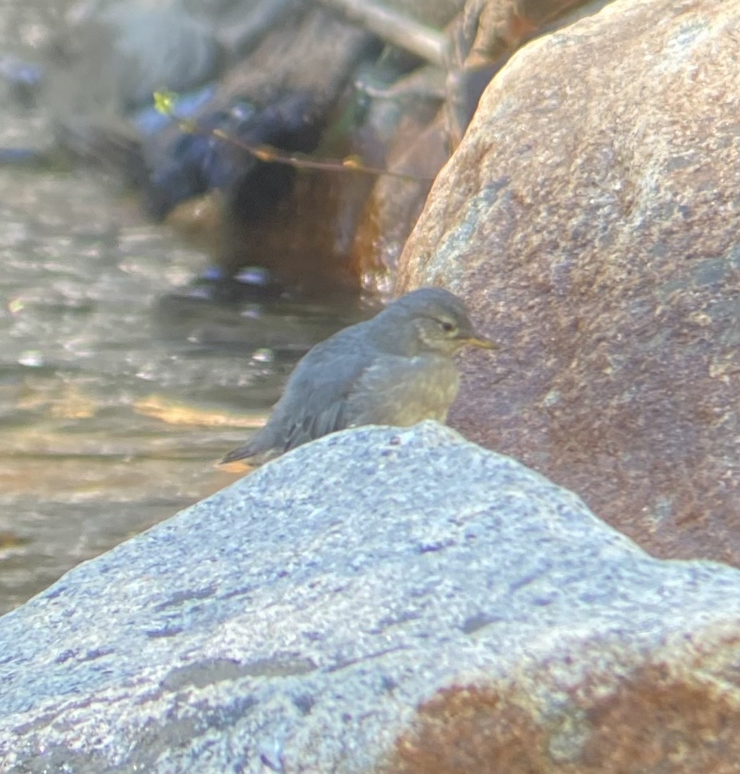 American Dipper - ML620470355