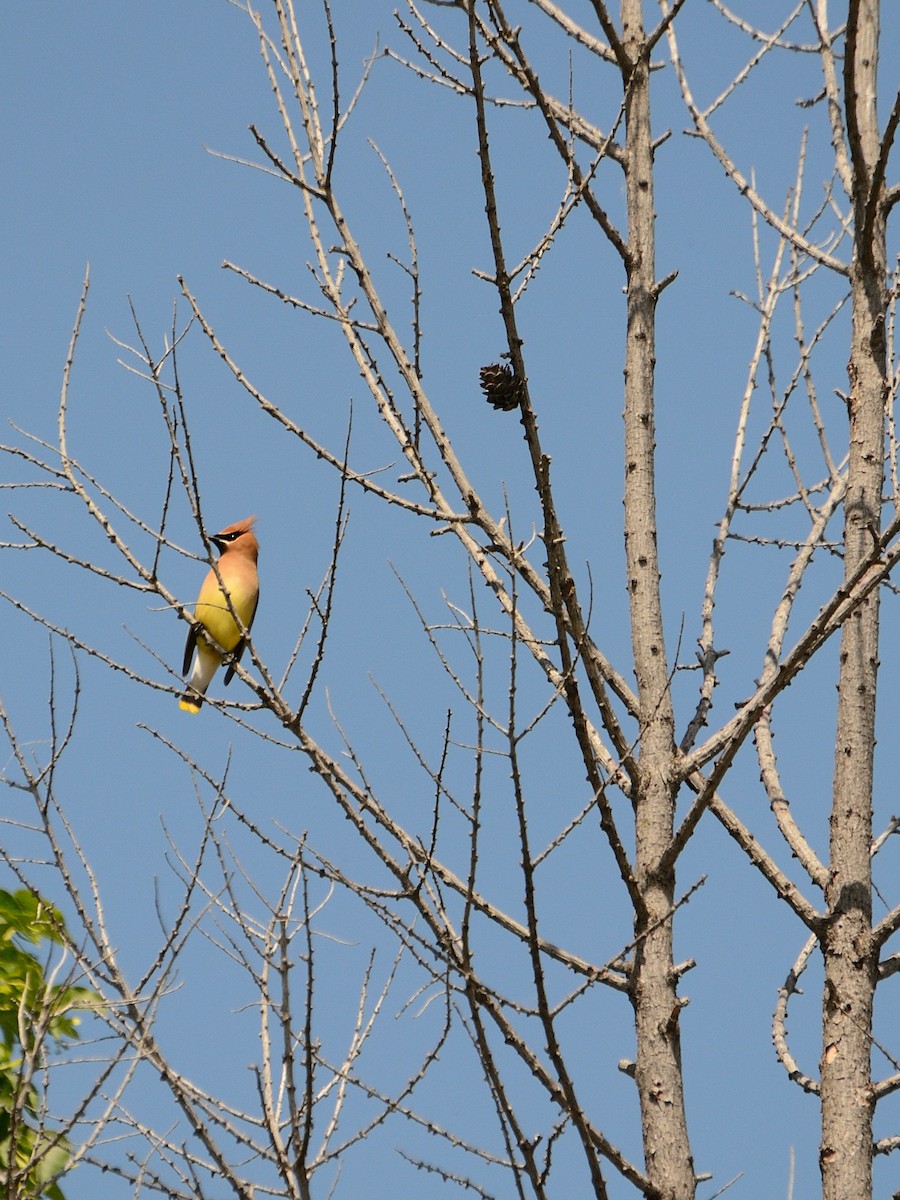 Cedar Waxwing - ML620470359