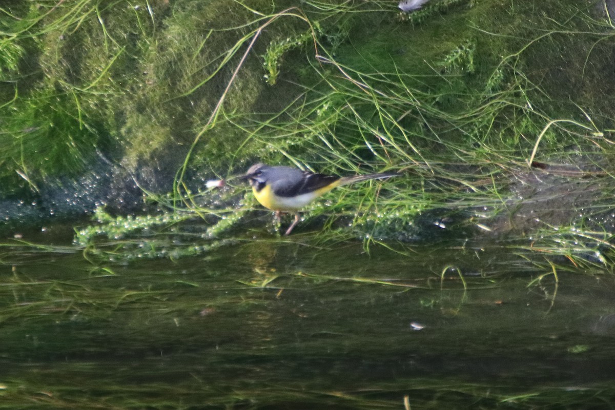 Gray Wagtail - ML620470361