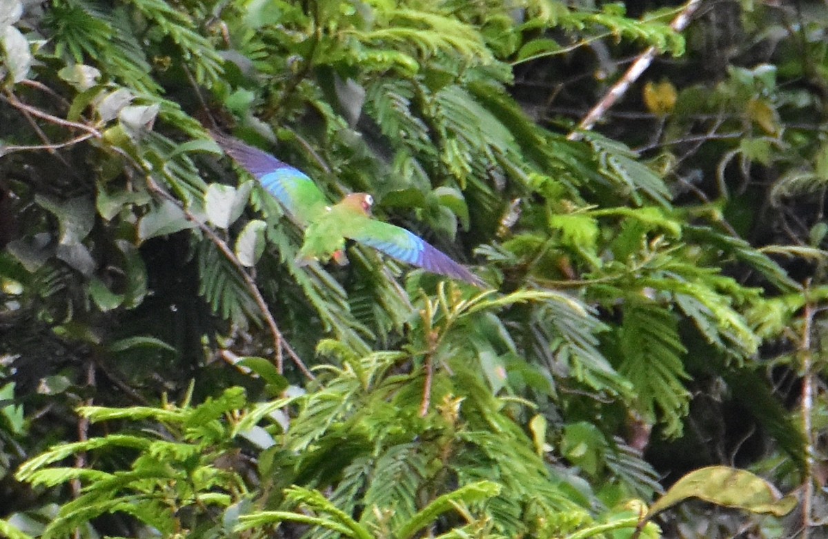 Brown-hooded Parrot - ML620470365