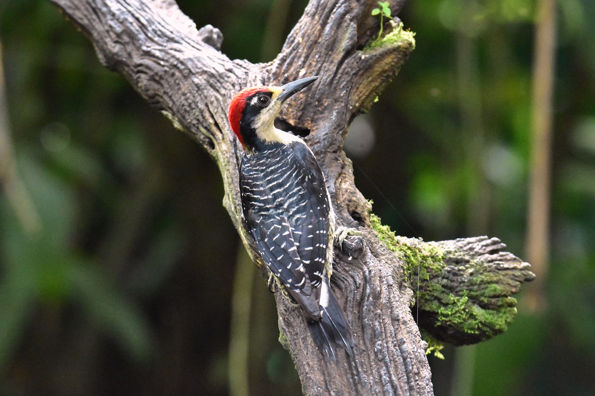 Black-cheeked Woodpecker - ML620470366