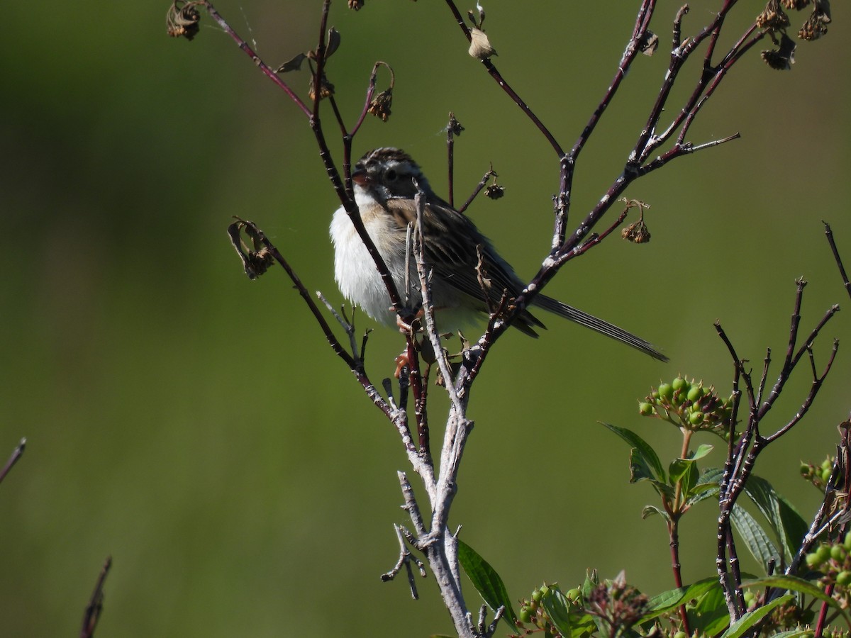 Clay-colored Sparrow - ML620470367