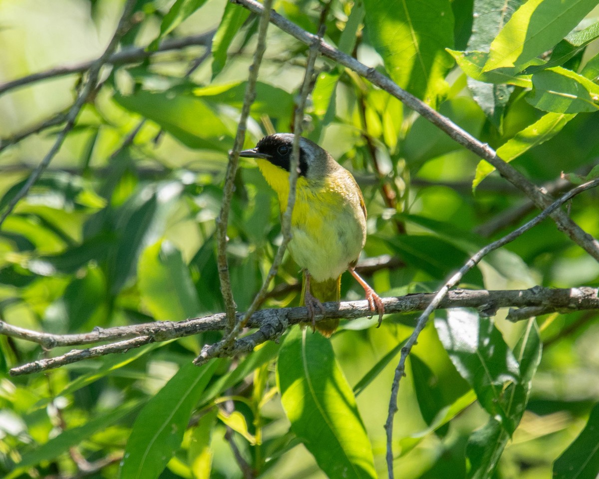 Common Yellowthroat - ML620470374