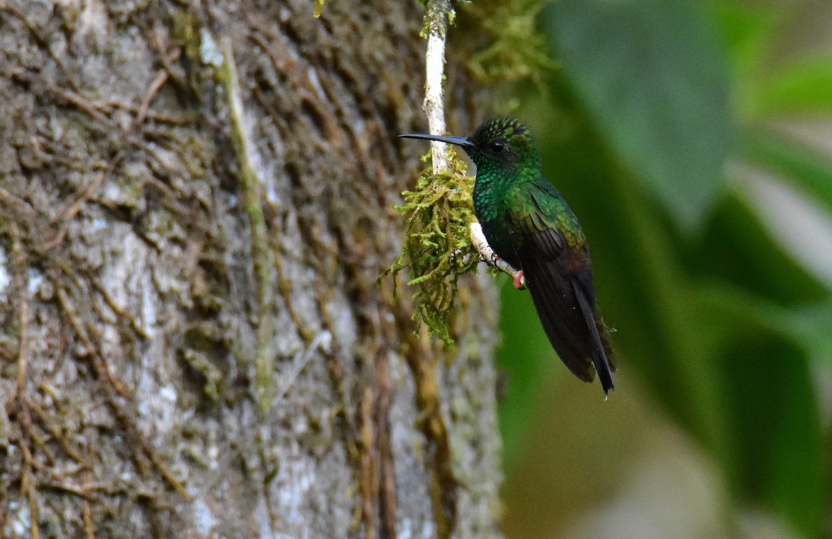 Colibri à queue bronzée - ML620470379