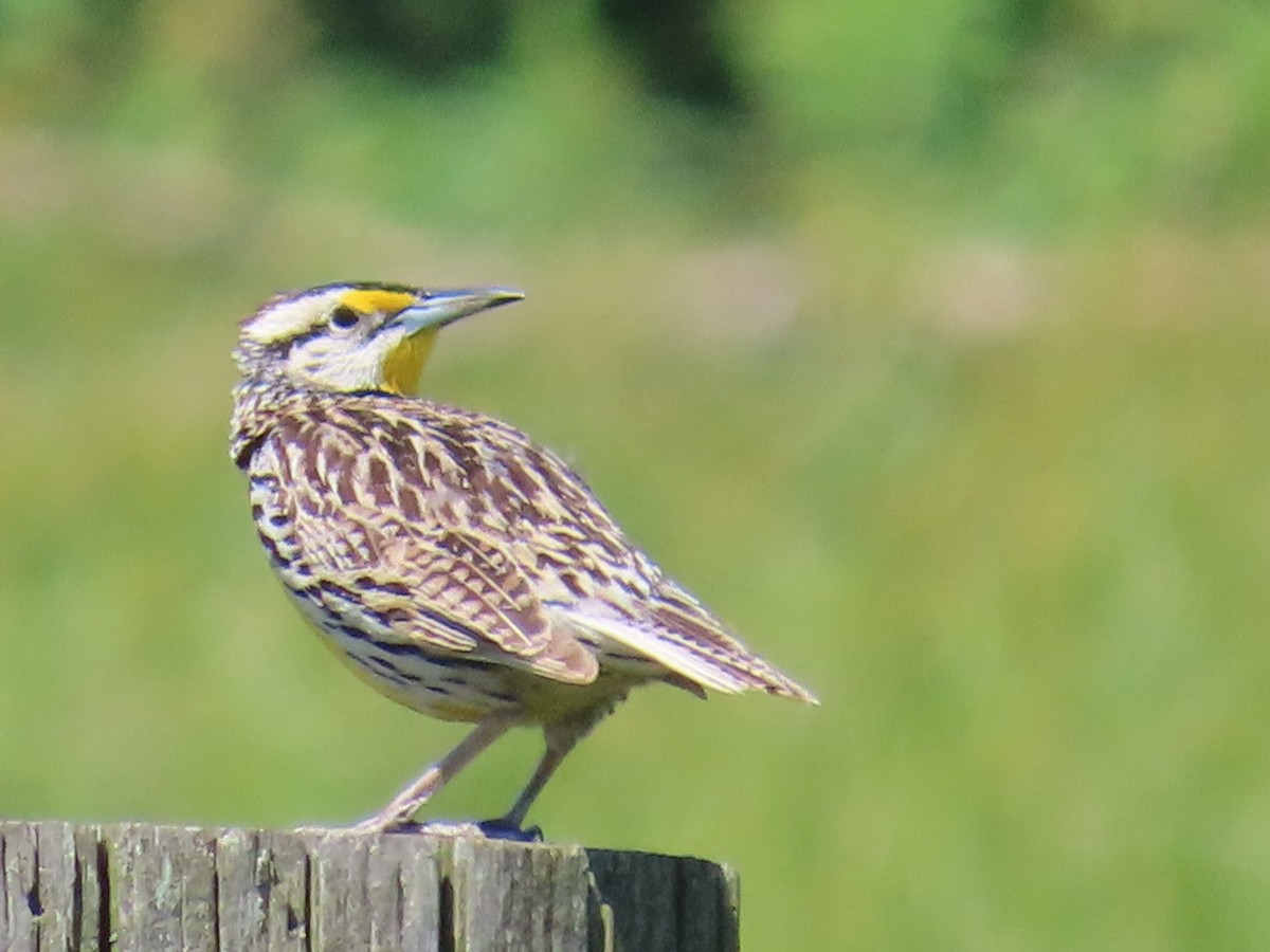 Eastern Meadowlark - ML620470381