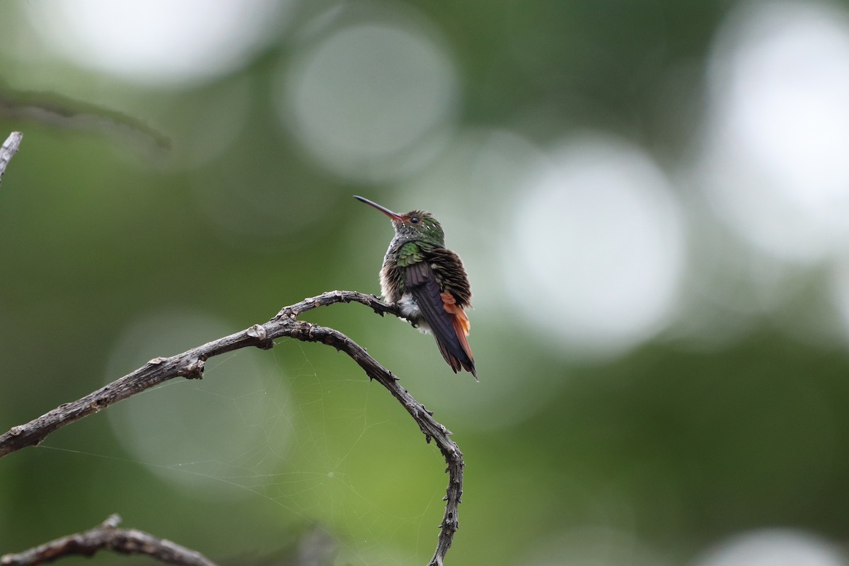 Rufous-tailed Hummingbird - ML620470382
