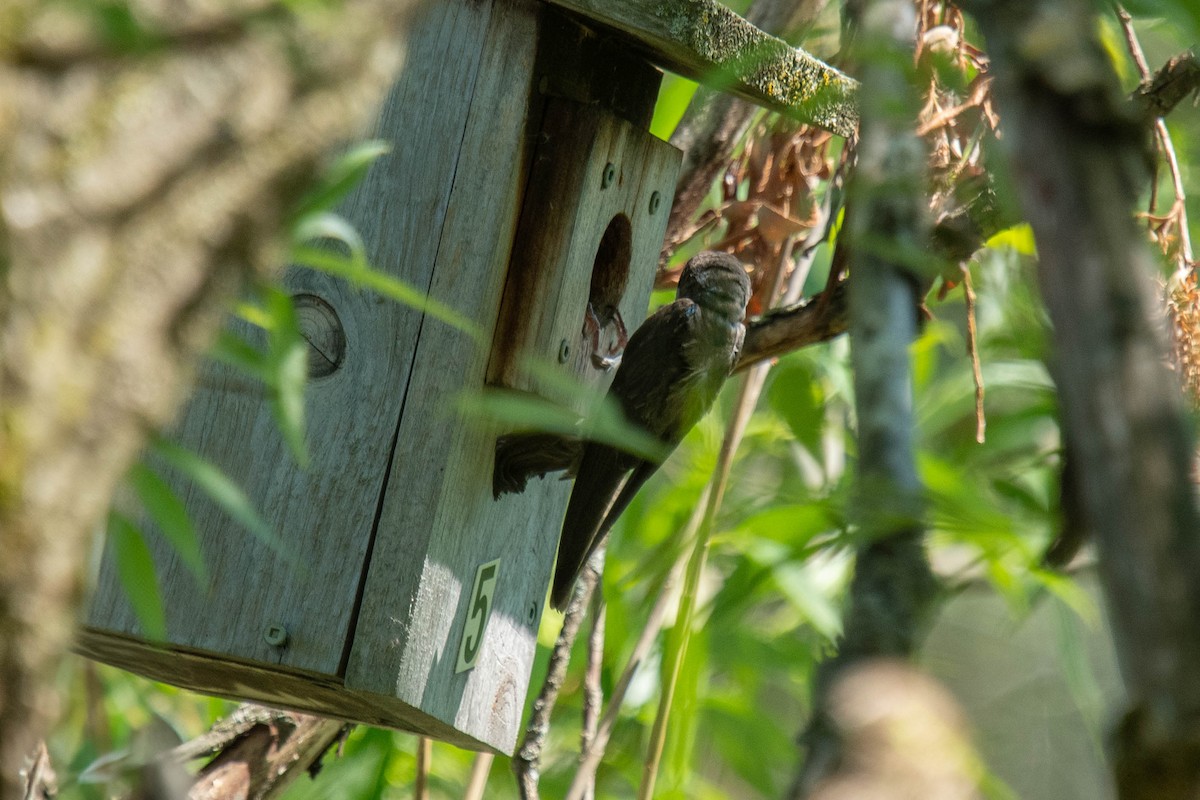 Tree Swallow - ML620470384