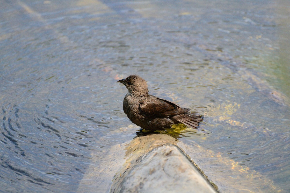 Brown-headed Cowbird - ML620470402