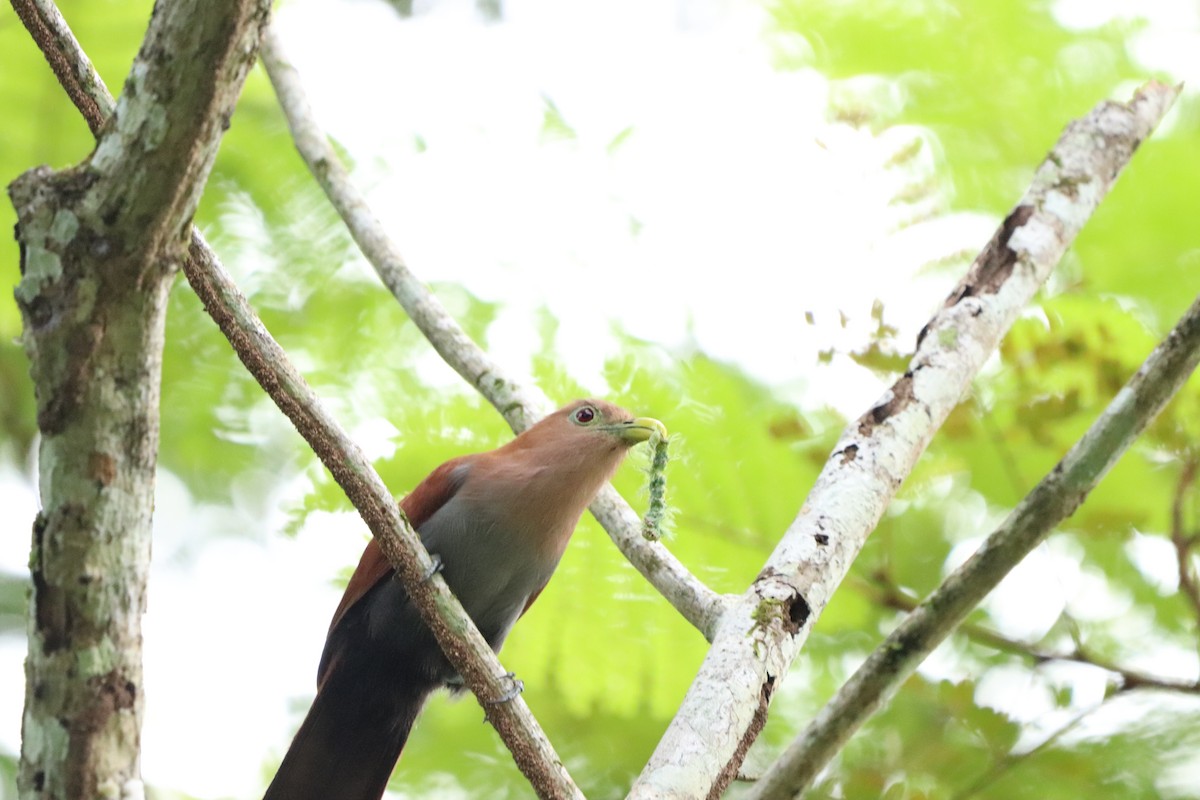 Squirrel Cuckoo - ML620470403