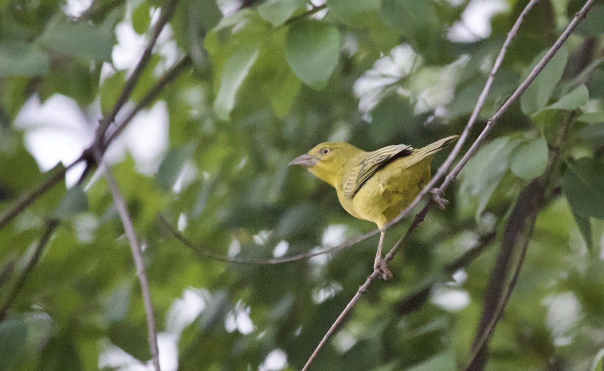 Holub's Golden-Weaver - ML620470413