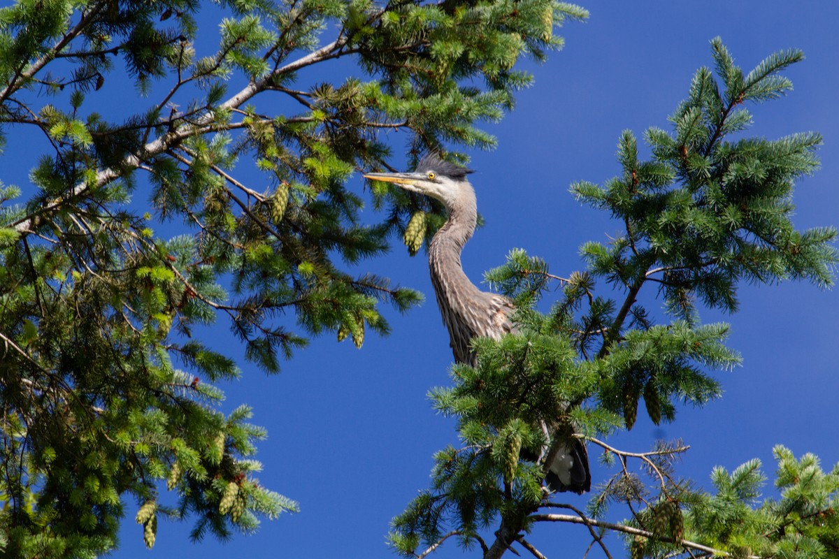 Great Blue Heron - Craig Tumer