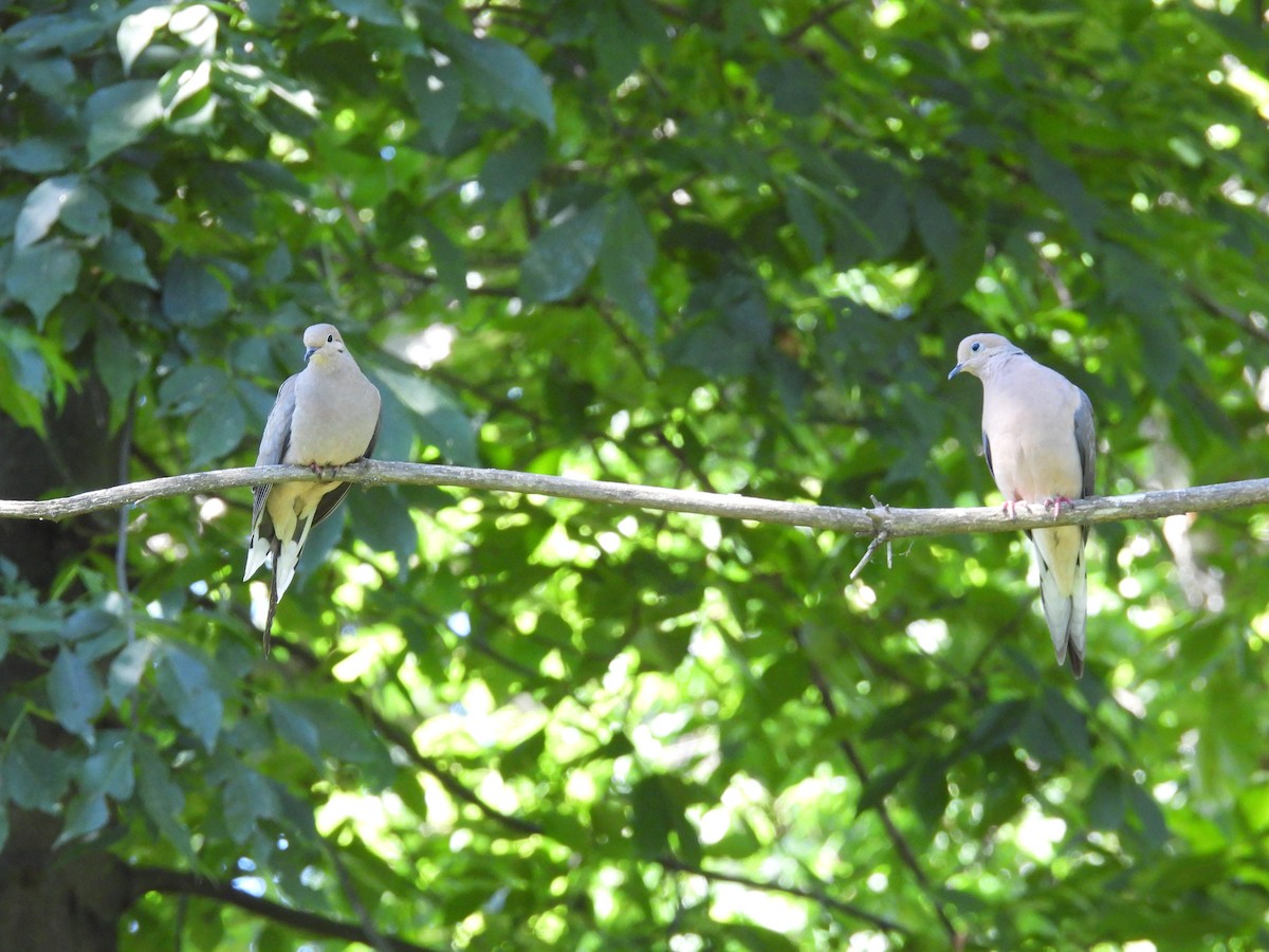 Mourning Dove - ML620470436